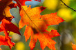 Czerwony liść dębu w jesieni