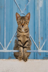 Wall Mural - Kitten sitting on a wall with a wrought iron fence, Aegean island, Greece