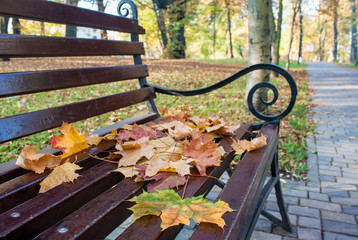 Wall Mural - yellow maple leaves lying on a park bench