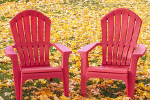 Adirondack Chairs Surrounded By Yellow Leaves
