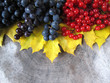 Autumn still life from yellow maple leaves, black grapes and red berries of viburnum on a wooden weather-beaten background for design. The place for the text or an inscription.