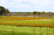 Colorful Swamp Landscape at the Park