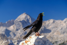 Black Cough Bird In Slovenian Mountains