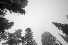 Artistic View Of A Giant Sequoia Trees, Looking Up At An Overcast Sky. Lots Of Negative Space For Copy And Text