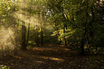 Wall Mural - Atumn woodland path with misty fog from the river, Callington Newbridge, Cornwall