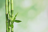 Fototapeta Sypialnia - Green bamboo stems on blurred background with space for text