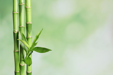  Zielony bambus wywodzi się na tło zamazane pole z miejsca na tekst