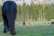 Pferde beim Weiden