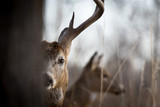 Peak-a-boo Buck