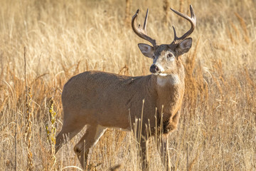 Canvas Print - Golden Buck