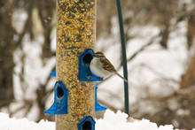 One Plump Sparrow Feeding On A Blue Bird Feeder In The Snow In Minnesota