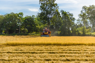 Combine harvester in action on rice field. Harvesting is the process of gathering a ripe crop