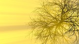 Fototapeta Dmuchawce - Lonely tree without leaves in fog or mist lit by bright orange sun god rays . 3d illustration. Travel and camping concept
