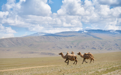 Wall Mural - Running Bactrian camels in Mongolia