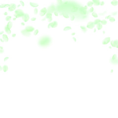 Wall Mural - Green flower petals falling down. Sightly romantic