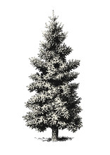 Retro Vintage Vector Illustration Of A Classic Fir Tree Or Christmas Tree Without Decoration, Also Great As An Outdoor / Landscape Design Element