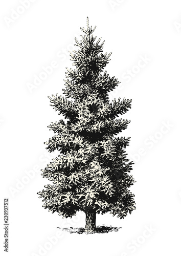 Retro Vintage Vector Illustration Of A Classic Fir Tree Or Christmas Tree Without Decoration Also Great As An Outdoor Landscape Design Element Buy This Stock Vector And Explore Similar Vectors