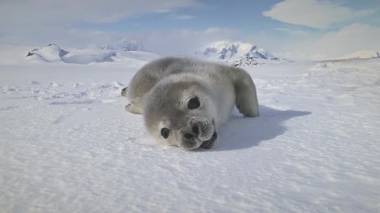 close-up weddell seal baby on antarctica snow land. polar landscape. cute puppy lying on the frozen 