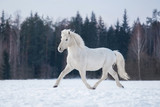 Fototapeta Konie - White horse running in winter