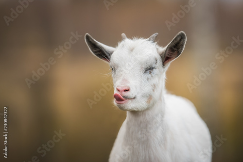 Fotografía Funny little goat showing a tongue