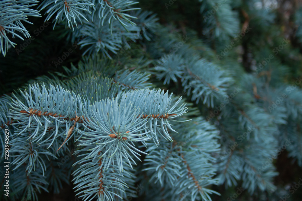 Blue spruce - obrazy, fototapety, plakaty 