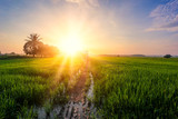 Fototapeta Natura - A Beautiful Picture Of Beautiful view of rice paddy field during sunrise in Malaysia.