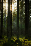 Fototapeta Las - Sunlight streaming through a autumn pine forest