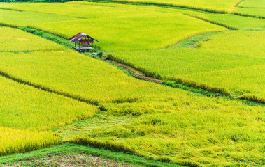 Rice field,Paddy rice with sun light at Thailand.,Nature background concept.