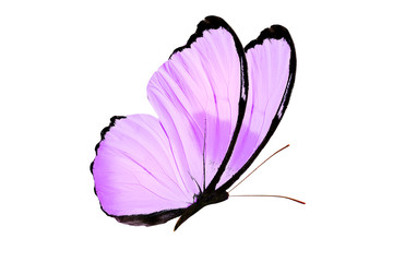 Aufkleber - beautiful purple butterfly isolated on white background
