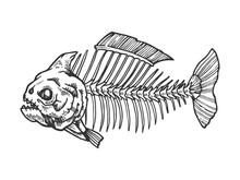 Piranha Fish Skeleton Animal Engraving Vector Illustration. Scratch Board Style Imitation. Black And White Hand Drawn Image.