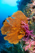 Tropical fish and colorful corals on a healthy tropical coral reef