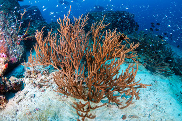 Tropical fish and colorful corals on a healthy tropical coral reef