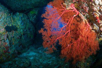 Corals, seafans and tunnels on an underwater tropical reef