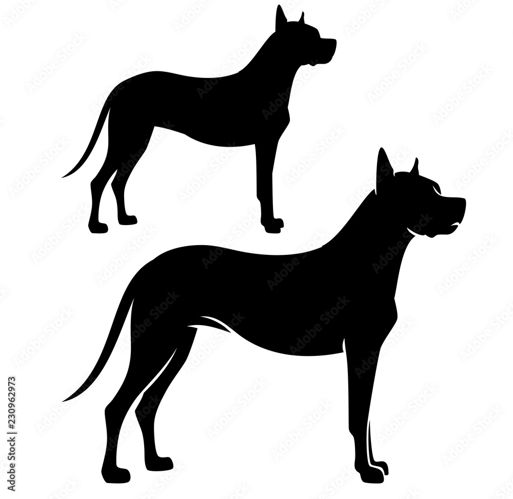 Fotografija standing great dane dog side view black vector