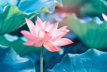 Lotus flower and Lotus flower plants