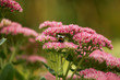 Bumblebee on beautiful decorative garden plant. Sedum (Sedum spectabile) at autumn sunny day. Flower card background with pink sedum and sun rays or floral wallpaper