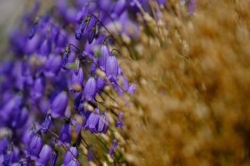 Beige violet mountain flora