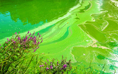 Wall Mural - Water pollution by blooming blue-green algae (Cyanobacteria) is world environmental problem.
Water bodies, rivers and lakes with harmful algal blooms. Ecology concept of polluted nature.