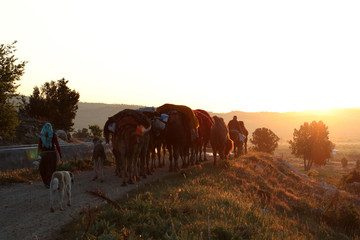 nomadic people with animals