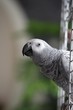 papuga żako kongijskie wychodzi z klatki