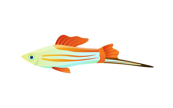 Colorful Swordtail Fish Color Vector Illustration