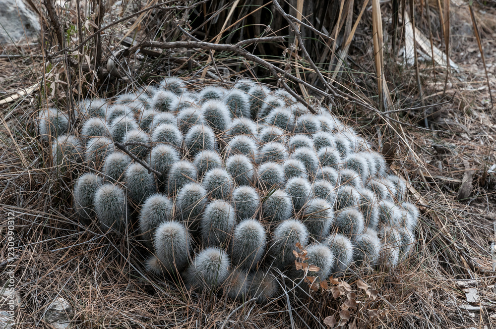 kaktus rund Ball Cactuses With Pot Free Shipping
