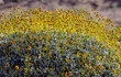 detail of yellow flowers and stems of brittlebush  (Encelia farinosa), Anza-Borrego Desert State Park, California, USA