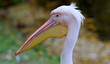 Zbliżenie na głowę pelikana różowego/pelikana baba, dużego ptaka wodnego z rodziny pelikanów