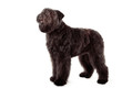 Young Bouvier des Flandres standing, side view, isolated on white background