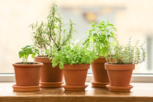 Pots With Fresh Aromatic Herbs On Wooden Windowsill