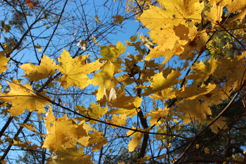 autumn leaves on tree with blue sky