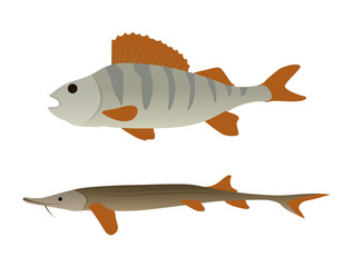 Wall Mural - Fish Aquatic Marine Animals Vector Illustration