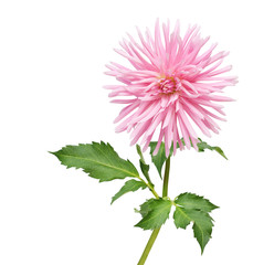 Wall Mural - dahlia