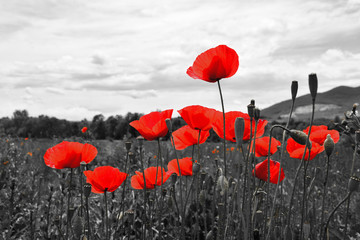 guts beautiful poppies on black and white background. flowers red poppies blossom on wild field. bea